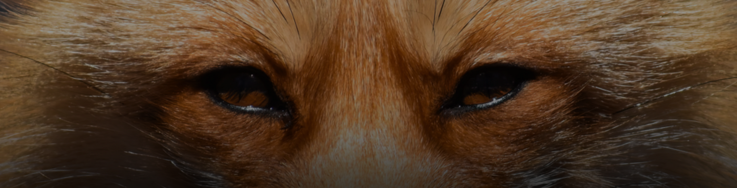 Close-up of a fox's face with a blurred background